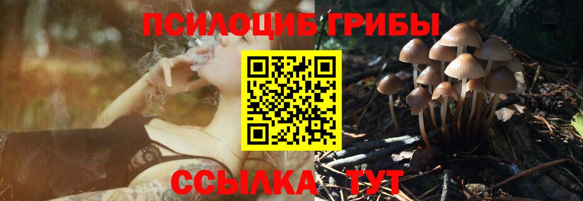 Галлюциногенные грибы Psilocybe Кузнецк